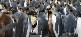 Researchers Need Your Help Looking at Pictures of Lovable Penguins
