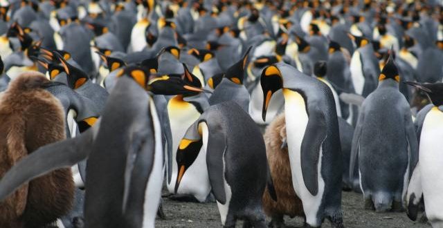 Researchers Need Your Help Looking at Pictures of Lovable Penguins