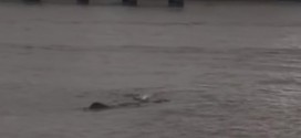 River Thames Monster: 'Nessie' creature filmed in London Again (Video)