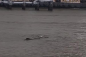 River Thames Monster: 'Nessie' creature filmed in London Again (Video)
