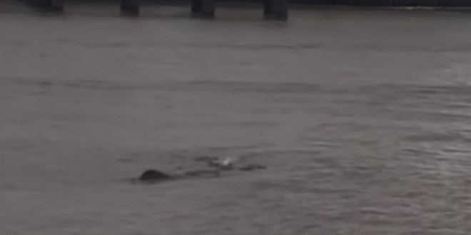 River Thames Monster  ‘Nessie’ creature filmed in London Again (Video)