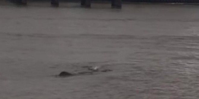 River Thames Monster: 'Nessie' creature filmed in London Again (Video)