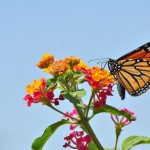 Scientists solve the mystery of monarch butterfly migration