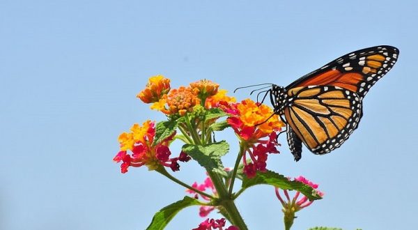 Scientists solve the mystery of monarch butterfly migration
