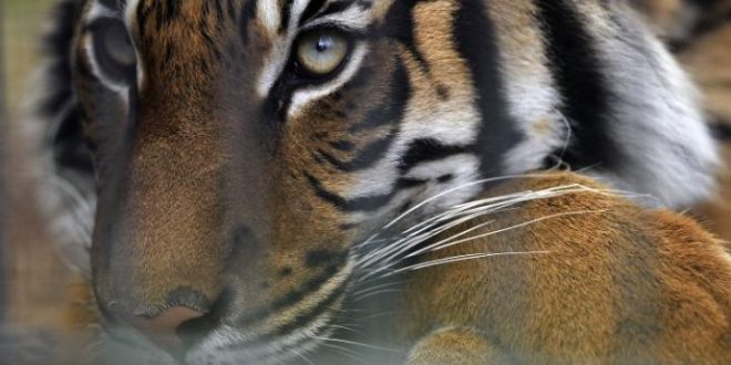 Tiger kills keeper at Florida zoo ‘officials say’