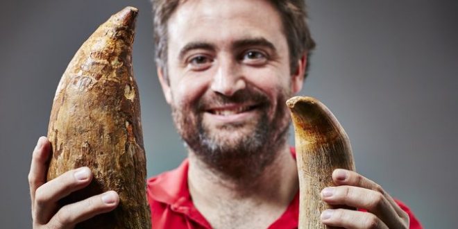 Tooth of Extinct Killer Sperm Whale Found on Australian beach