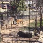 Woman hops tiger fence at Toronto Zoo for hat (Video)