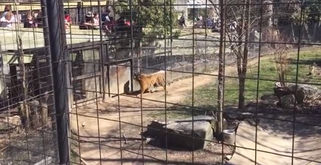 Woman hops tiger fence at Toronto Zoo for hat (Video)