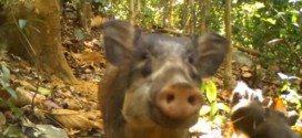 World's Rarest Pig Caught on Camera (Watch)