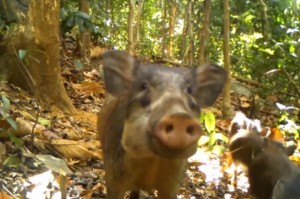 World's Rarest Pig Caught on Camera (Watch)
