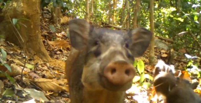 World’s Rarest Pig Caught on Camera (Watch)