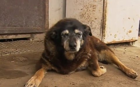 World's oldest dog dies aged 30, in her sleep
