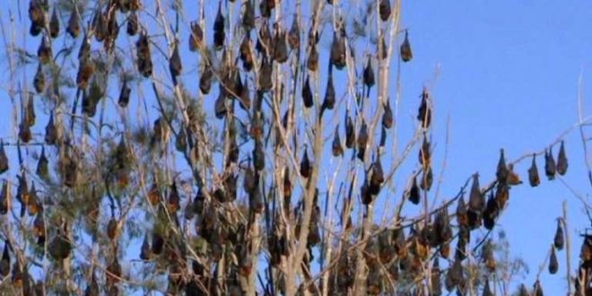 100,000 bats invade Aussie seaside town