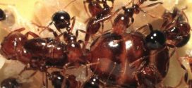 Alabama Woman killed by fire ants day after her mother dies