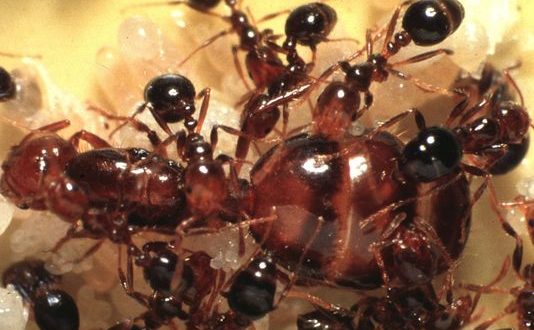 Alabama Woman killed by fire ants day after her mother dies “Report”