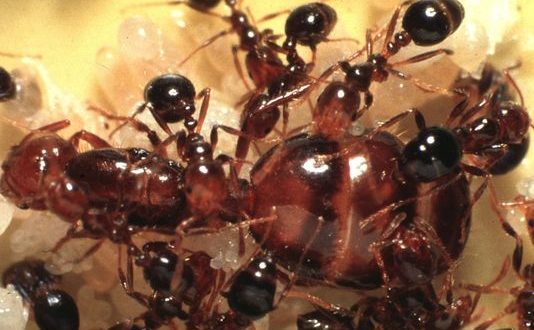 Alabama Woman killed by fire ants day after her mother dies
