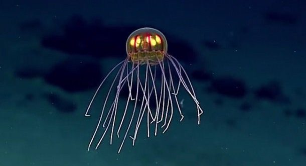 Alien Jellyfish Discovered By Deep Sea Researchers (Video)