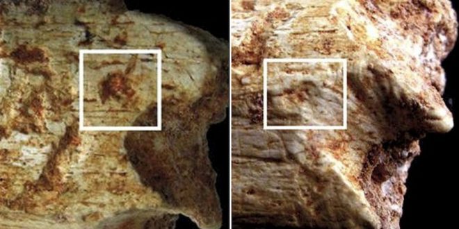 Archaeologists solve carnivorous killing of Moroccan Grotte a Hominids hominin