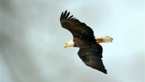Bald eagle caused plane crash that killed four in Alaska