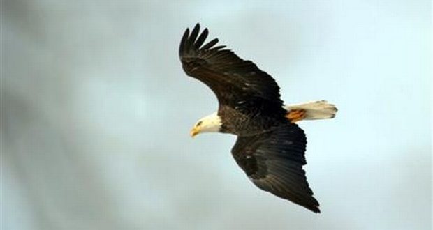 Bald eagle caused plane crash that killed four in Alaska