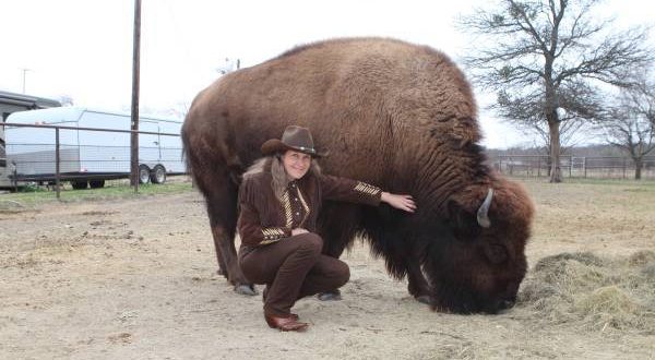 Bison sold on Craigslist, finds new home (Video)