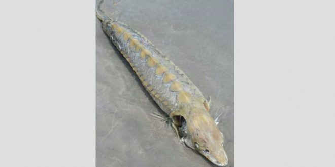 Bizarre fish washes ashore on Carolina Beach (Photo)
