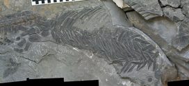 Bizarre fossil find points to rapid evolution of marine reptiles after mass extinction
