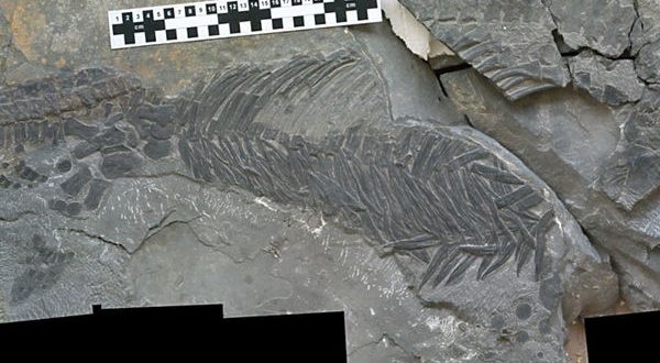 Bizarre fossil find points to rapid evolution of marine reptiles after mass extinction