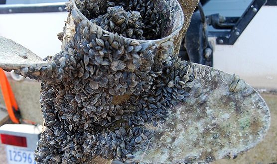 Boats intercepted with zebra mussels in British Columbia