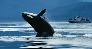 British Columbia coast scouted for possible whale sanctuary location