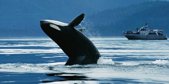 British Columbia coast scouted for possible whale sanctuary location