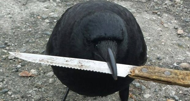 Canuck, The Crow Steals Knife from Vancouver crime scene “Photo”