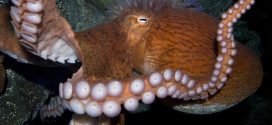 Cephalopods thrive in warm oceans: Why are octopuses and squids taking over the oceans?