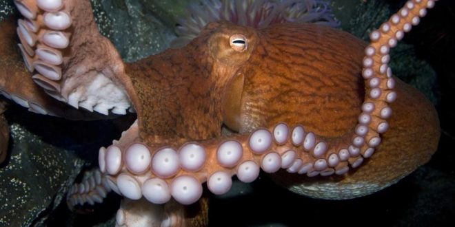 Cephalopods thrive in warm oceans Why are octopuses and squids taking over the oceans?