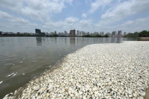China: 35 tons of dead fish suddenly wash up in a lake (Photo)