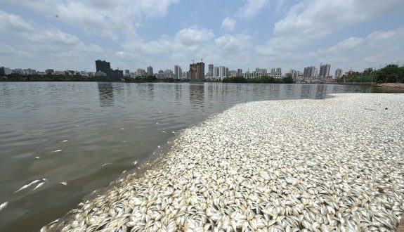 China 35 tons of dead fish suddenly wash up in a lake (Photo)