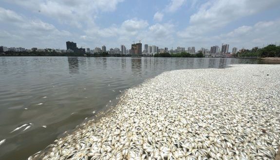 China: 35 tons of dead fish suddenly wash up in a lake (Photo)