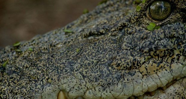 Cindy Waldron: Woman attacked by crocodile during night swim