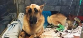 German Shepherd Gets Bitten By Rattlesnake To Save His Little Girl