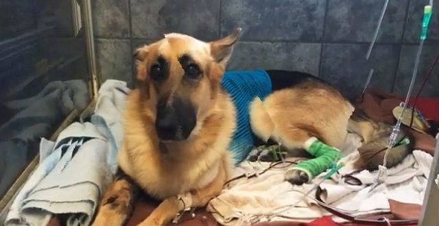 German Shepherd Gets Bitten By Rattlesnake To Save His Little Girl