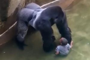 Gorilla killed at Cincinnati zoo had been 'protecting' fallen child (Video)