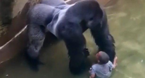 Gorilla killed at Cincinnati zoo had been “protecting” fallen child (Video)