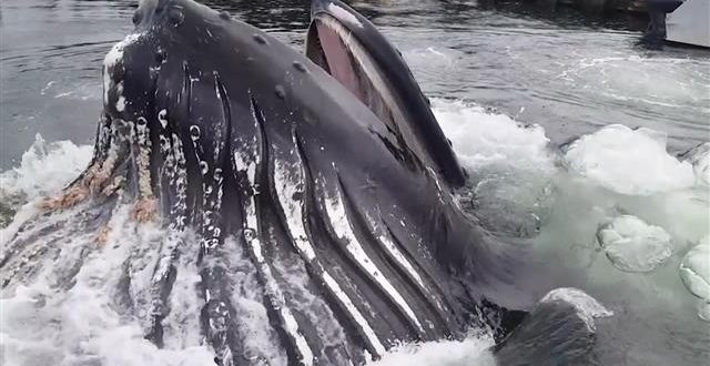 Humpback Whale Nearly Docks at Alaska Marina (Video)