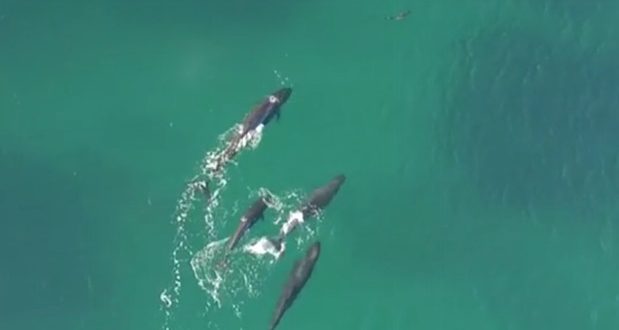 Incredible Drone Video Shows Killer Whales Hunting Down a Shark