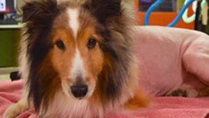 Intern saves dog's life after discovering tick, moments before euthanasia
