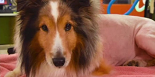 Intern saves dog's life after discovering tick, moments before euthanasia