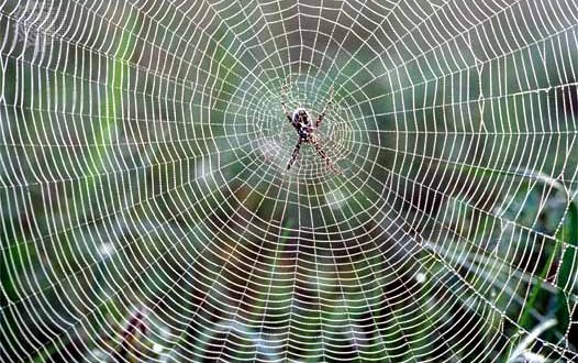Liquid wire material inspired by spiders silk (Video)
