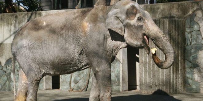 Lonely Thai elephant, Hanako dies at age 69