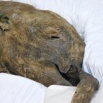 Meet 40,000-year-old baby mammoth Lyuba at the Royal BC Museum