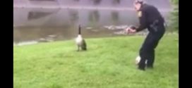 Mother goose 'hails' police to help free gosling (Video)